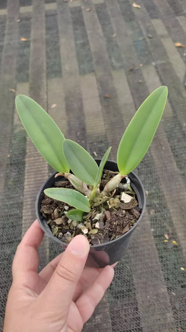 Imagem Segundaria do Produto